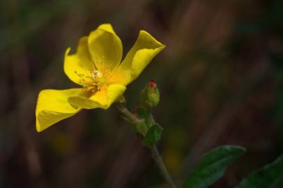 Fotografia da espécie Halimium lasianthum subesp. alyssoides