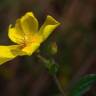 Fotografia 14 da espécie Halimium lasianthum subesp. alyssoides do Jardim Botânico UTAD