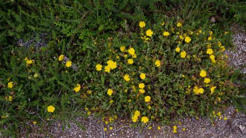 Fotografia da espécie Halimium lasianthum subesp. alyssoides