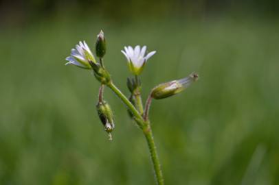 Fotografia da espécie Cerastium fontanum subesp. vulgare