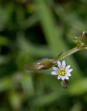 Fotografia 8 da espécie Cerastium fontanum subesp. vulgare no Jardim Botânico UTAD