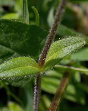 Fotografia 9 da espécie Cerastium fontanum subesp. vulgare no Jardim Botânico UTAD
