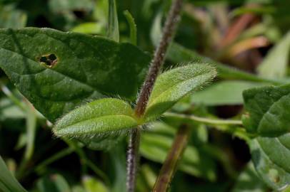 Fotografia da espécie Cerastium fontanum subesp. vulgare