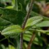 Fotografia 9 da espécie Cerastium fontanum subesp. vulgare do Jardim Botânico UTAD