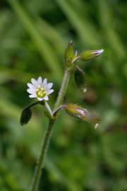 Fotografia da espécie Cerastium fontanum subesp. vulgare