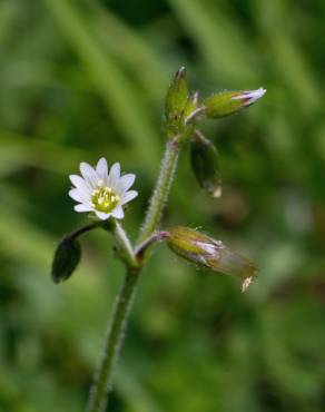 Fotografia 10 da espécie Cerastium fontanum subesp. vulgare no Jardim Botânico UTAD