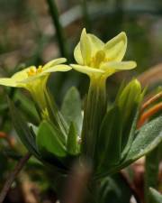 Fotografia da espécie Centaurium maritimum