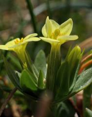 Centaurium maritimum