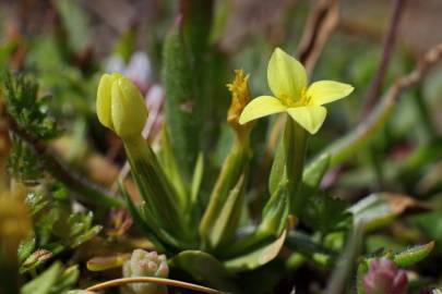 Fotografia da espécie Centaurium maritimum