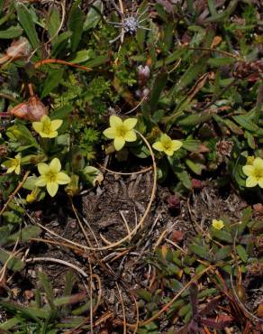 Fotografia 8 da espécie Centaurium maritimum no Jardim Botânico UTAD