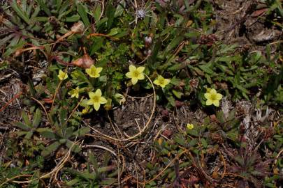 Fotografia da espécie Centaurium maritimum