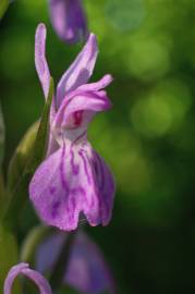 Fotografia da espécie Dactylorhiza elata