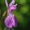 Fotografia 8 da espécie Dactylorhiza elata do Jardim Botânico UTAD