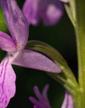 Fotografia 9 da espécie Dactylorhiza elata no Jardim Botânico UTAD