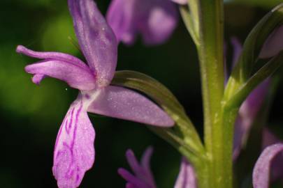 Fotografia da espécie Dactylorhiza elata