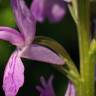 Fotografia 9 da espécie Dactylorhiza elata do Jardim Botânico UTAD