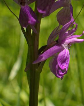 Fotografia 10 da espécie Dactylorhiza elata no Jardim Botânico UTAD