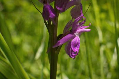 Fotografia da espécie Dactylorhiza elata