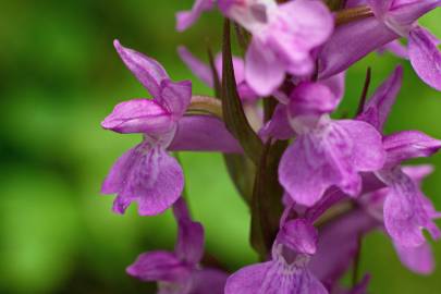 Fotografia da espécie Dactylorhiza elata