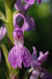 Fotografia da espécie Dactylorhiza elata