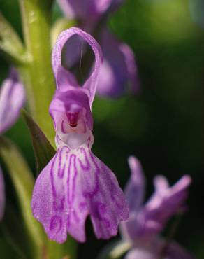 Fotografia 12 da espécie Dactylorhiza elata no Jardim Botânico UTAD