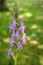 Fotografia da espécie Dactylorhiza elata