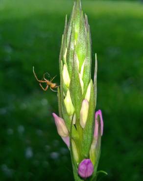 Fotografia 14 da espécie Dactylorhiza elata no Jardim Botânico UTAD