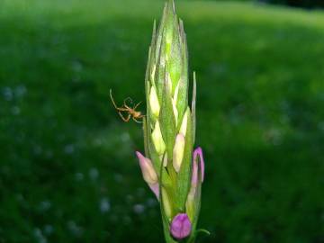 Fotografia da espécie Dactylorhiza elata