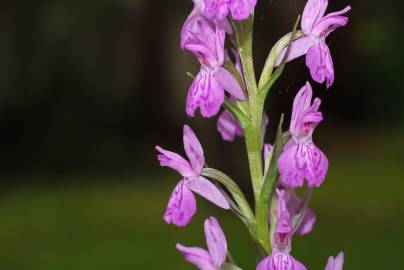 Fotografia da espécie Dactylorhiza elata