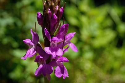 Fotografia da espécie Dactylorhiza elata