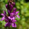 Fotografia 16 da espécie Dactylorhiza elata do Jardim Botânico UTAD