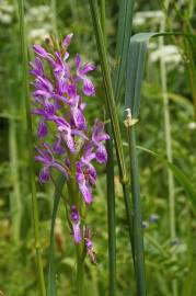 Fotografia da espécie Dactylorhiza elata