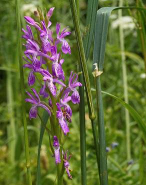 Fotografia 17 da espécie Dactylorhiza elata no Jardim Botânico UTAD