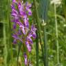 Fotografia 17 da espécie Dactylorhiza elata do Jardim Botânico UTAD