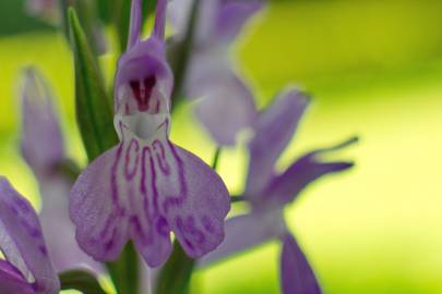 Fotografia da espécie Dactylorhiza elata