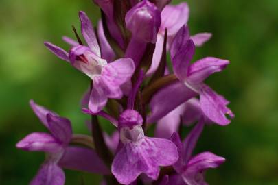 Fotografia da espécie Dactylorhiza elata