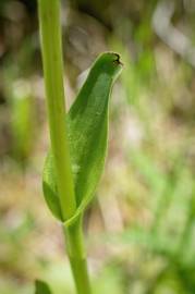 Fotografia da espécie Dactylorhiza elata