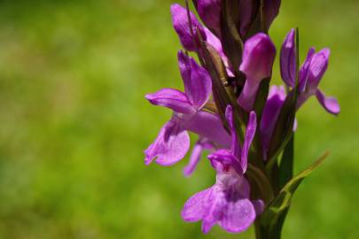 Fotografia da espécie Dactylorhiza elata