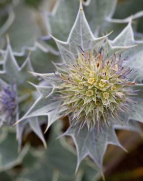 Fotografia 8 da espécie Eryngium maritimum no Jardim Botânico UTAD