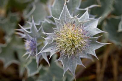 Fotografia da espécie Eryngium maritimum