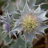 Fotografia 8 da espécie Eryngium maritimum do Jardim Botânico UTAD