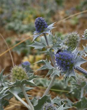 Fotografia 9 da espécie Eryngium maritimum no Jardim Botânico UTAD