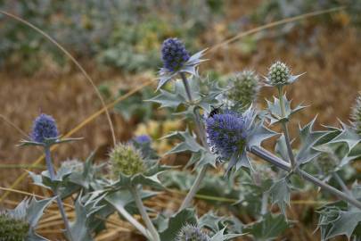 Fotografia da espécie Eryngium maritimum