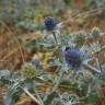 Fotografia 9 da espécie Eryngium maritimum do Jardim Botânico UTAD