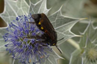 Fotografia da espécie Eryngium maritimum