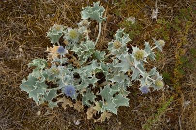 Fotografia da espécie Eryngium maritimum