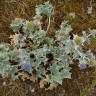 Fotografia 12 da espécie Eryngium maritimum do Jardim Botânico UTAD