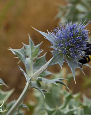 Fotografia 13 da espécie Eryngium maritimum no Jardim Botânico UTAD