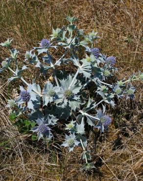 Fotografia 14 da espécie Eryngium maritimum no Jardim Botânico UTAD