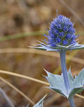 Fotografia 15 da espécie Eryngium maritimum no Jardim Botânico UTAD